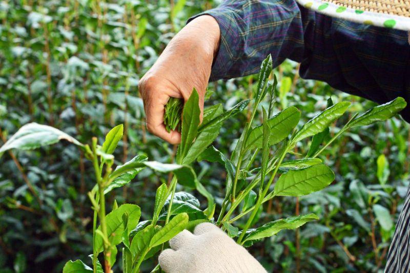 新茶2023 手揉煎茶 - 預訂 (預計六月中寄出)
